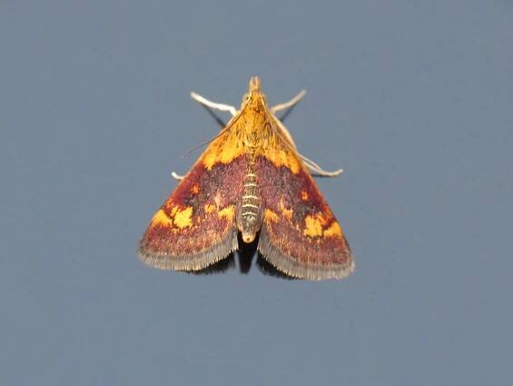 Dayton Insects