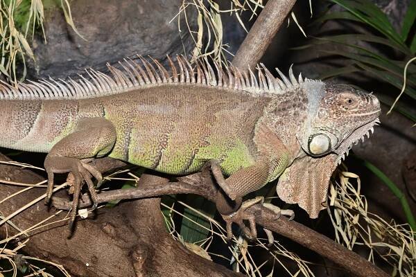 Leguán zelený | Zoo Olomouc - Svatý Kopeček