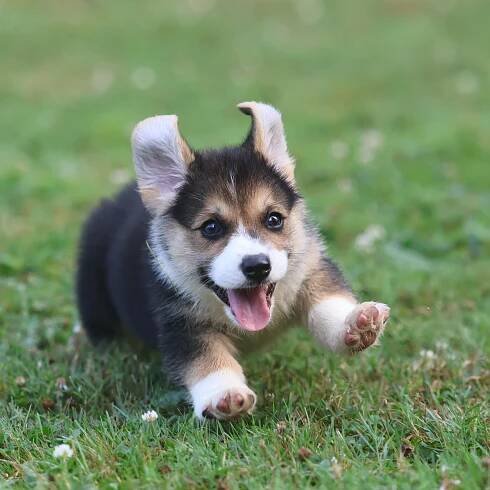 corgi puppy running in grass