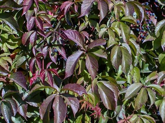 Loubinec pětilistý (Parthenocissus quinquefolia)