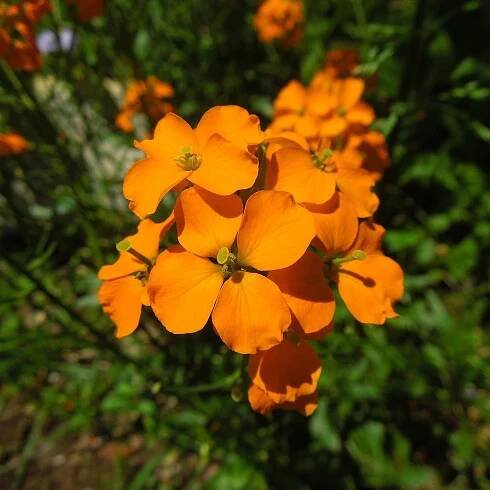 Chejr sibiřský – Cheiranthus allionii – prodej semen chejru