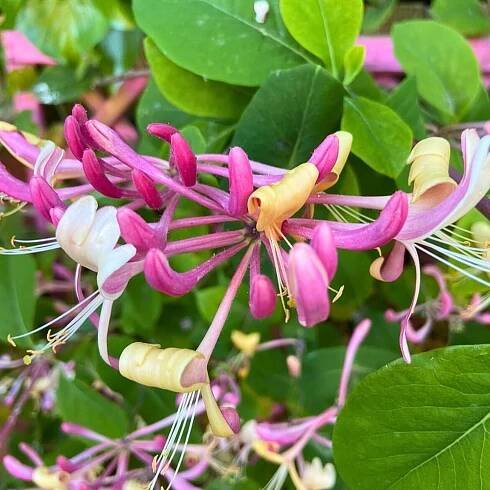 Honeysuckle Flower Meaning, Discover Its Symbolism and Significance