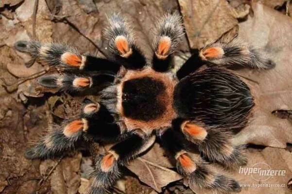 Sklípkan Brachypelma hamorii (smithi) - mláďata - foto 2
