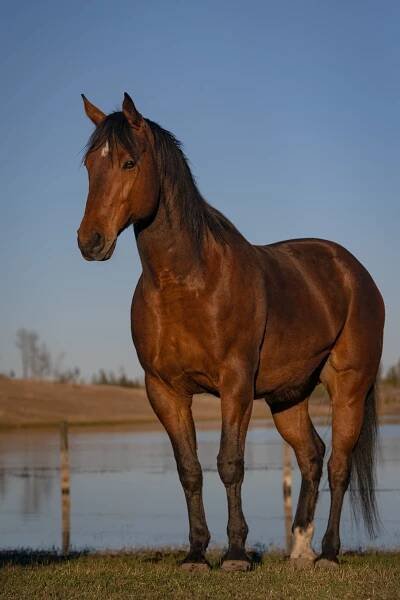 My heebie-jeebies and Gemini. Picture showing my big beautiful bay quarter horse