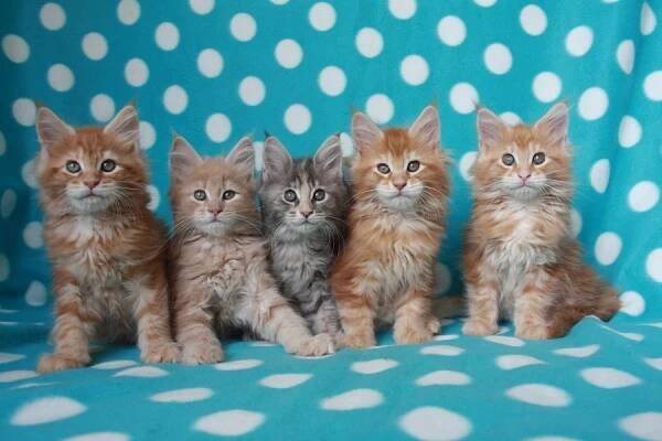 Garfield's Baby Maine Coon - Koťata