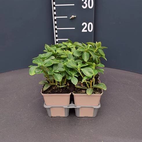 Pachysandra terminalis | Simply Green