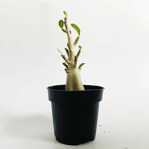 Adenium Baobab - Nízká cena na Allegro