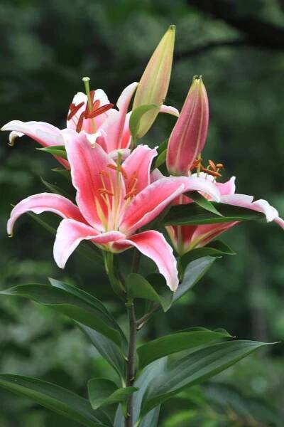 How to Fix Lily Plant Problems: 20 Organic and Natural Treatments 7