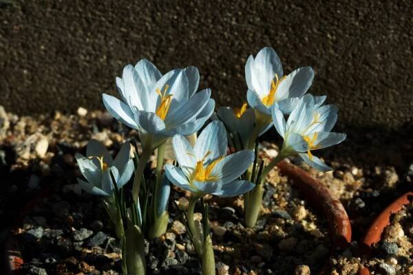 Popis Crocus baytopiorum