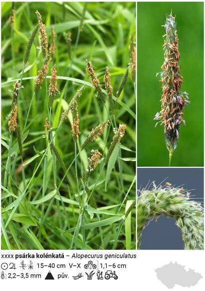 psárka kolénkatá – Alopecurus geniculatus