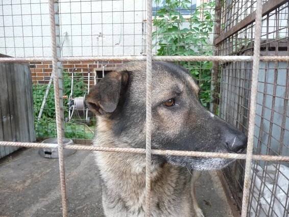 Psi k adopci z útulků, azylů a neziskových organizací