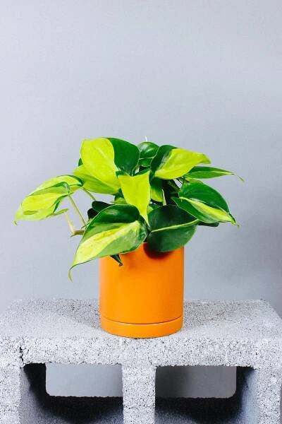 Buy Philodendron Brasil Online in the USA – Grounded 