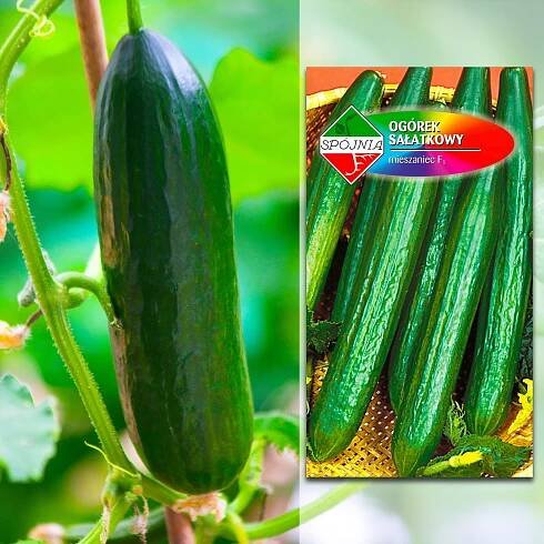 OKURKA SALÁTOVÁ DUKAT F1 DO SKLENÍKU PLANTICO SEMENA HYBRIDNÍ ODRŮDA 1 G Latinský název cucumis sativus