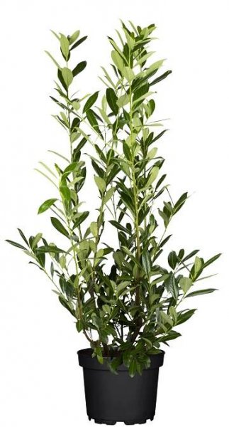 OBI Bobkovišeň lékařská (Prunus laurocerasus) výška 30-40 cm, 2 l nakoupit u OBI