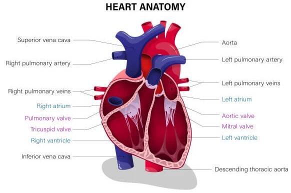 anatomie zkřížení lidského srdce. graf lékařského vzdělávání. - dolní dutá žíla stock ilustrace