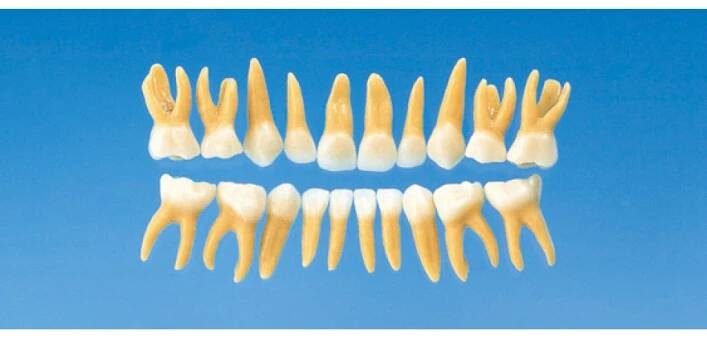 Anatomický model dětského zubu B4-309B (sada 20 zubů)