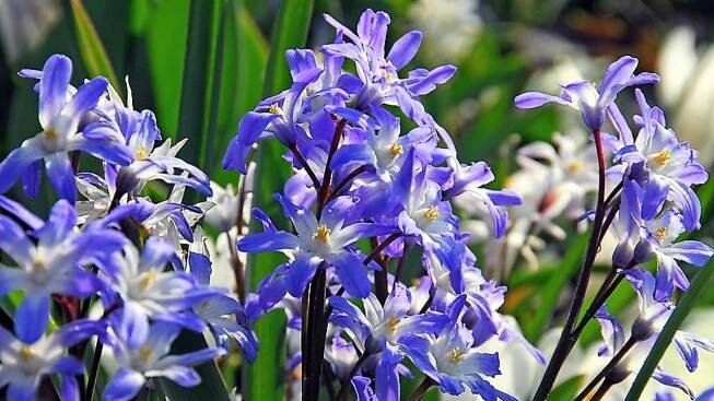 K nejznámějším kultivarům patří zářivě modrý Chionodoxa forbesii Blue Giant