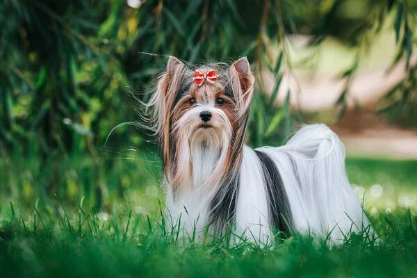 longhair biewer terrier wearing a red bow standing in tall grass