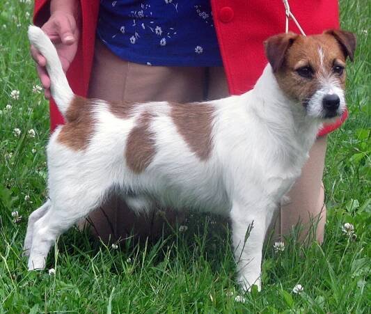 Jack Russell Terrier - Amaretto Armonia Canina