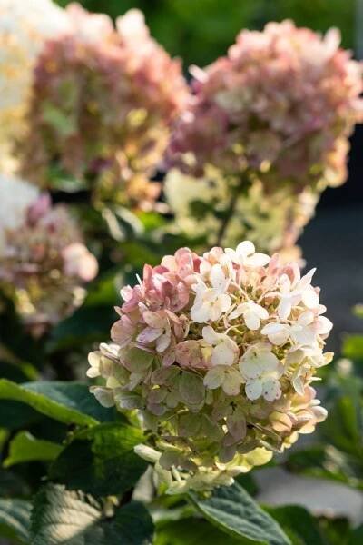 Paniculata hydrangeas need very little pruning - or you can almost cut them down to the ground! #middlesizedgarden