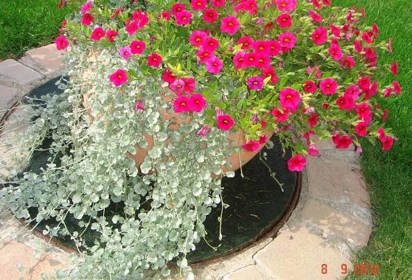 Dichondra (Stříbrný déšť) - eshop, prodej, semena, rostliny, pěstování, fotografie, množení, popis, atd. -> www.rostliny.net