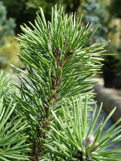 Pinus mugo ´Mops´ | BENED - zahradní architektura s.r.o.