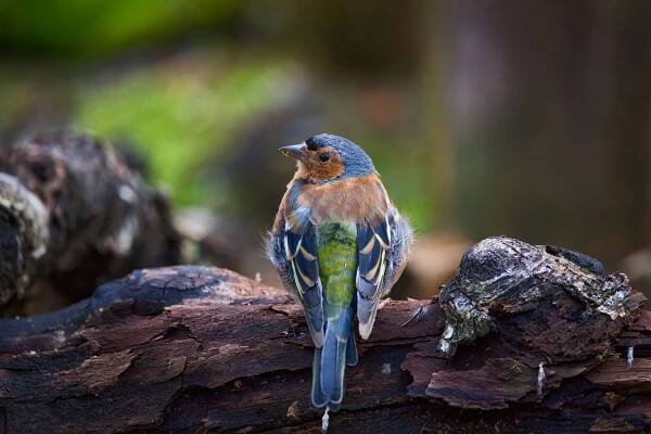Pěnkava obecná (Fringilla coelebs)