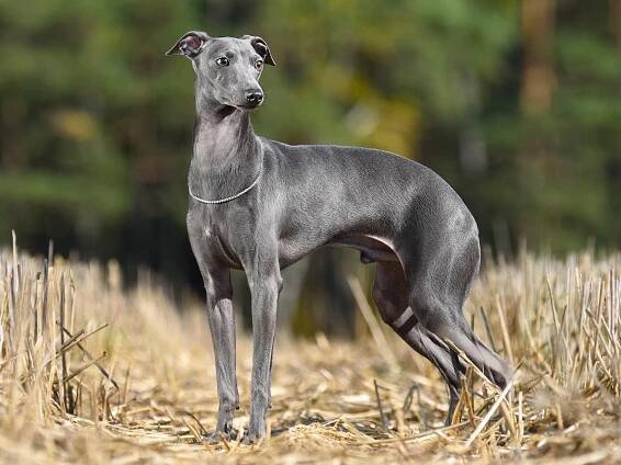 44 best apartment dogs breeds sizes and maintenance greyhound