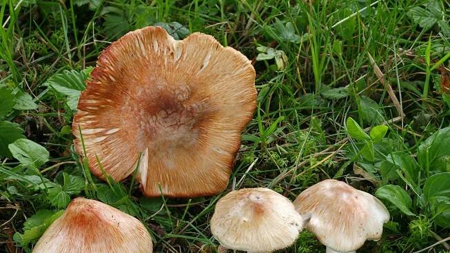 Vláknice začervenalá (Inocybe erubescens)