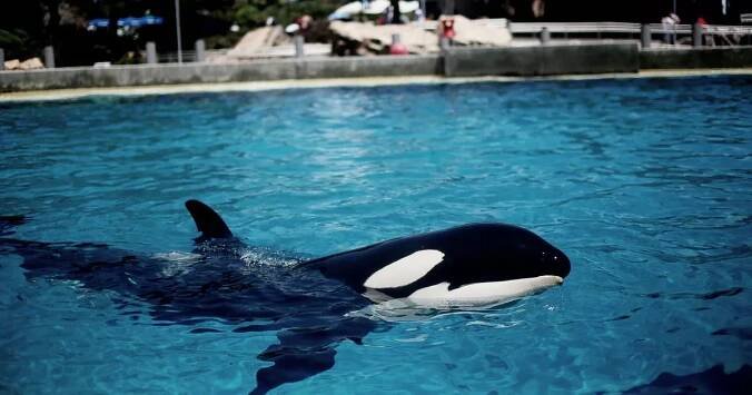 Disturbing truth behind 'video of Jessica Radcliffe being savaged by orca'