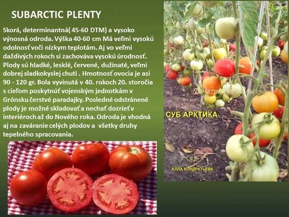 Odrody zeleniny vhodne do chladnejších oblastí - Zelenina | Zahrada.sk
