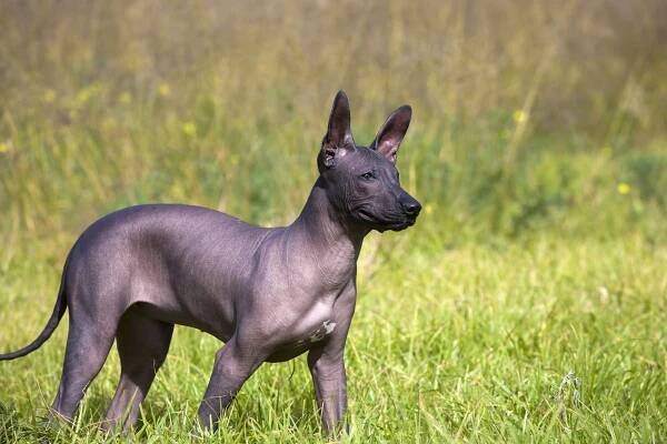 xoloitzcuintle štěně - bezsrsté zvíře - stock snímky, obrázky a fotky