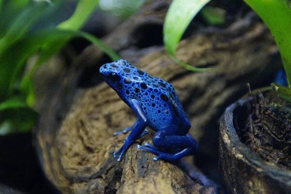 animales-anfibios-3