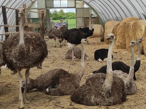 Kam za zvířaty? V Doubravici na farmě najdete pštrosy a lamy