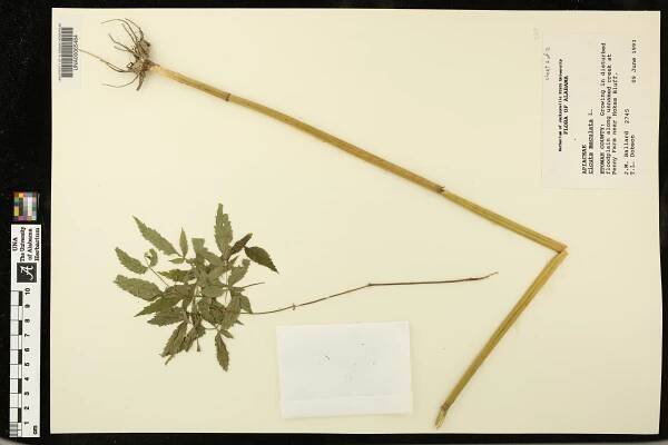 Cicuta maculata - Species Page - APA: Alabama Plant Atlas 