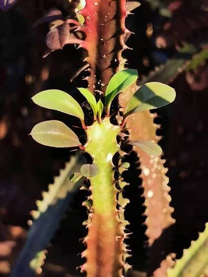 Euphorbia trigona - Wikipedia