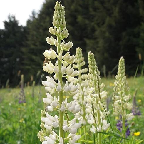 Lupina bílá – Lupinus polyphyllus – sazenice lupiny