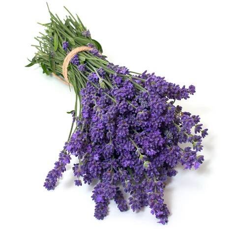 Lavender – Elegance Purple