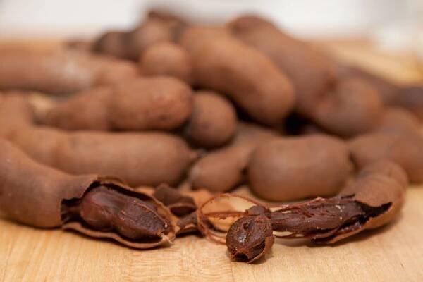 Tamarind indický: strom, který můžete pěstovat také u nás