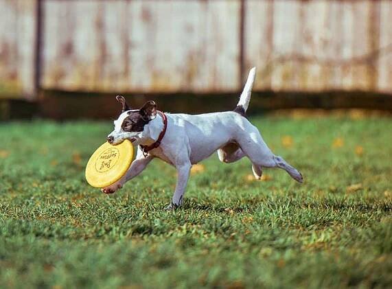 Dogfrisbee