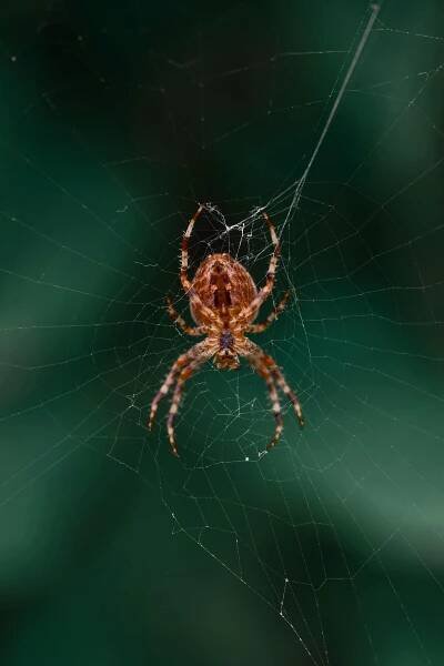 bezplatná Základová fotografie zdarma na téma arachnofobie, barva, bezobratlí Základová fotografie