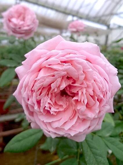 'Anne-Sophie Pic' Rose Tree