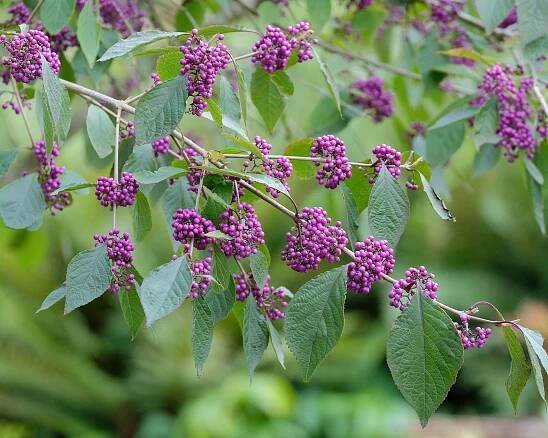 beauty berry Callicarpa bodinieri var giraldii &lsquo;Profusion&rsquo;