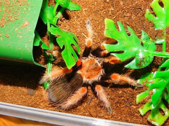 MioSpider
