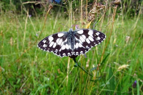 Motýl okáč bojínkový na motýlí louce | foto:  ČSOP Salamandr