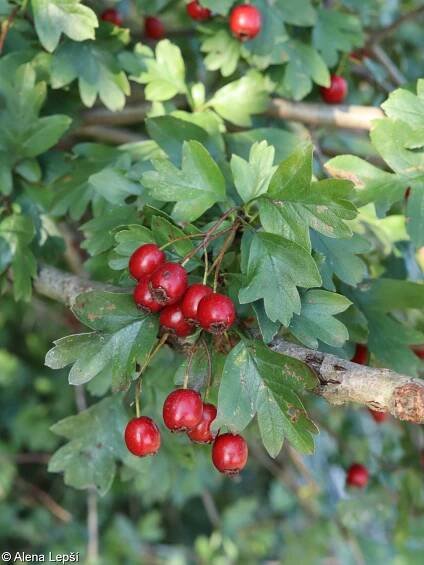 Crataegus monogyna – hloh jednosemenný