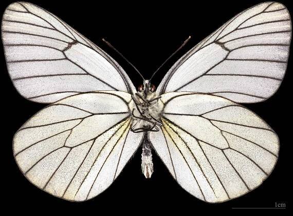 Soubor:(MHNT) Aporia crataegi- Foret de Soreze Tarn France - male ventral.jpg – Wikipedie