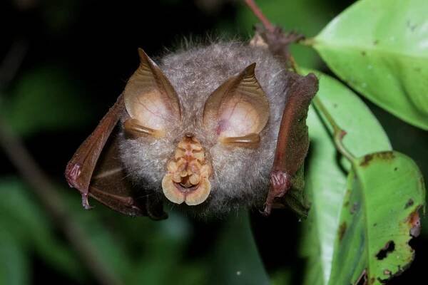 Trefoil horseshoe bat