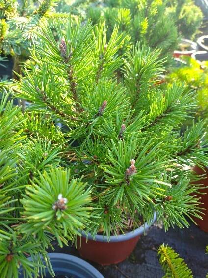 Borovice kleč - pinus mugo ´Mops´ - Image 2