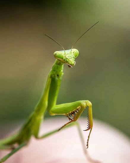 kudlanky: Mantodea – řád hmyzu s proměnou nedokonalou
